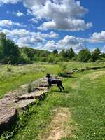 Hundeauslaufgebiet-Schlosspark Dennenlohe-Bild