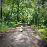 Hundeauslaufgebiet-Schlupkothener Steinbruch-Bild