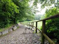 Hundeauslaufgebiet-Landschaftspark Eigenerbach-Schlammteich-Bild