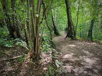 Hundeauslaufgebiet-Schlupkothener Steinbruch-Bild