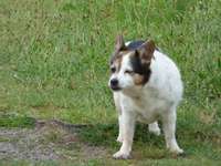 Suchmeldung-Saelly-Bild