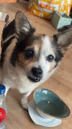 Suchmeldung-Saelly-Bild