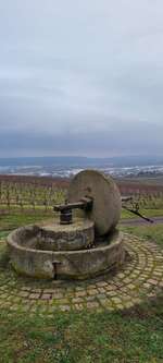 Hundeauslaufgebiet-Langelonsheimer Wald-Bild