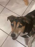 Trübes Auge bei Bindehautentzündung?-Beitrag-Bild