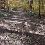 Ersteller:in Susanna Profilbild