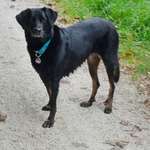 Hundeauslaufgebiet-Brückkanal Schluchtweg & Waldweg-Bild