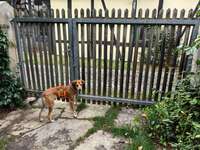 Hundeauslaufgebiet-Hundepark Pößneck-Bild