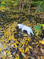 Hundeauslaufgebiet-Stadtpark-Bild