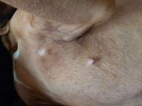 Komischer Ausschlag-Beitrag-Bild