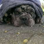 Ersteller:in Jazz Profilbild