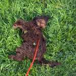 Baby und Junghund-Beitrag-Bild