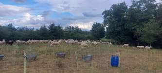 Hundeauslaufgebiet-Flugplatz Schenkenturm-Bild