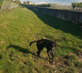 Hundeauslaufgebiet-Weinberge Steinburg-Bild