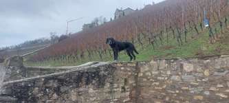 Hundeauslaufgebiet-Weinberge Steinburg-Bild