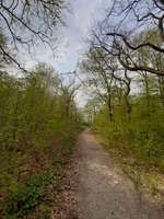 Hundeauslaufgebiet-Brenkermark / Panzerwald-Bild