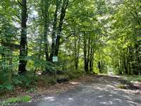 Hundeauslaufgebiet-Midlumer Wald-Bild