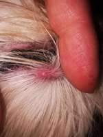 Hautwucherung Leftze-Beitrag-Bild