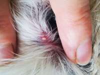 Hautwucherung Leftze-Beitrag-Bild