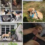 Welche Rasse?-Beitrag-Bild