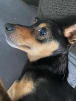 Hundesport?-Beitrag-Bild