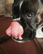 Blase (?) unter der Zunge-Beitrag-Bild