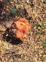 Giftköder oder Umweltverschmutzung?-Beitrag-Bild