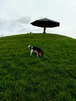 Hundeauslaufgebiet-Freizeitpark Merzenich-Bild