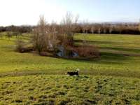 Hundeauslaufgebiet-Freizeitpark Merzenich-Bild