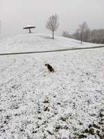Hundeauslaufgebiet-Freizeitpark Merzenich-Bild