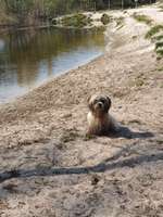 Hundeauslaufgebiet-Zum Rugenbarg-Bild