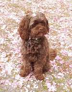 Ich fühl micht richtig hübsch mit dem Blümchen im Haar-Beitrag-Bild