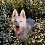 Ersteller:in Dirk Profilbild