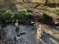 Hundeauslaufgebiet-Magartetenhöhe Wald-Bild