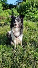 Border Collies im Rhein-Neckar Gebiet-Beitrag-Bild