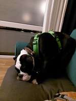 Möchte er uns damit etwas sagen?-Beitrag-Bild