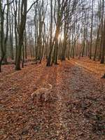 Hundeauslaufgebiet-Dunkelmann Wald-Bild