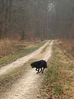 Begegnung mit Rehen im Wald-Beitrag-Bild