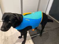 Schwimmweste Ruffwear Float Coat-Beitrag-Bild