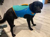 Schwimmweste Ruffwear Float Coat-Beitrag-Bild