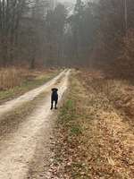 Begegnung mit Rehen im Wald-Beitrag-Bild