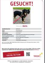 Suchmeldung-Maya-Bild