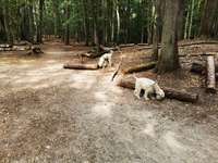 Hundeauslaufgebiet-Frohnau-Bild