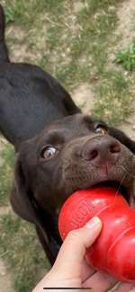 Wir würden gerne unseren oskar ans Wasser gewöhnen ...-Beitrag-Bild