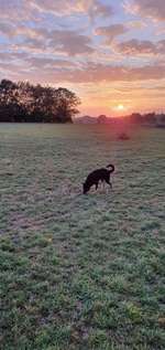 Hundeauslaufgebiet-Auberg-Bild