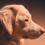 Ersteller:in Melisa Profilbild