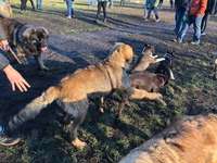 Hundeauslaufgebiet-Hundewiese Witten-Herbede-Bild