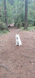 Hundeauslaufgebiet-Hundewald Christianslust-Bild