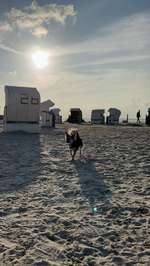 Hundeauslaufgebiet-Norden Hundestrand, Norddeich-Bild