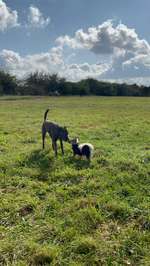 Hundeauslaufgebiet-Auberg-Bild