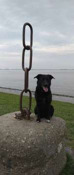 Hundeauslaufgebiet-Emden Strand-Bild